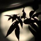 我孫子（あびこ）